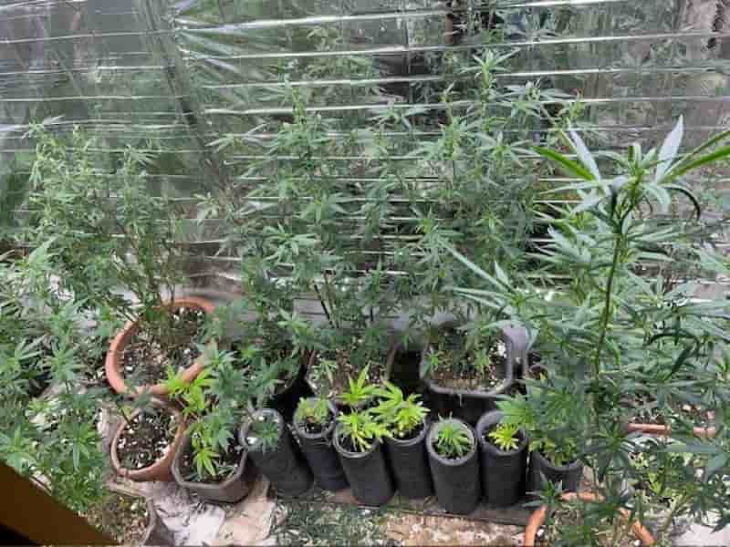 Policija u Žepču pronašla laboratorij za uzgoj indijske konoplje