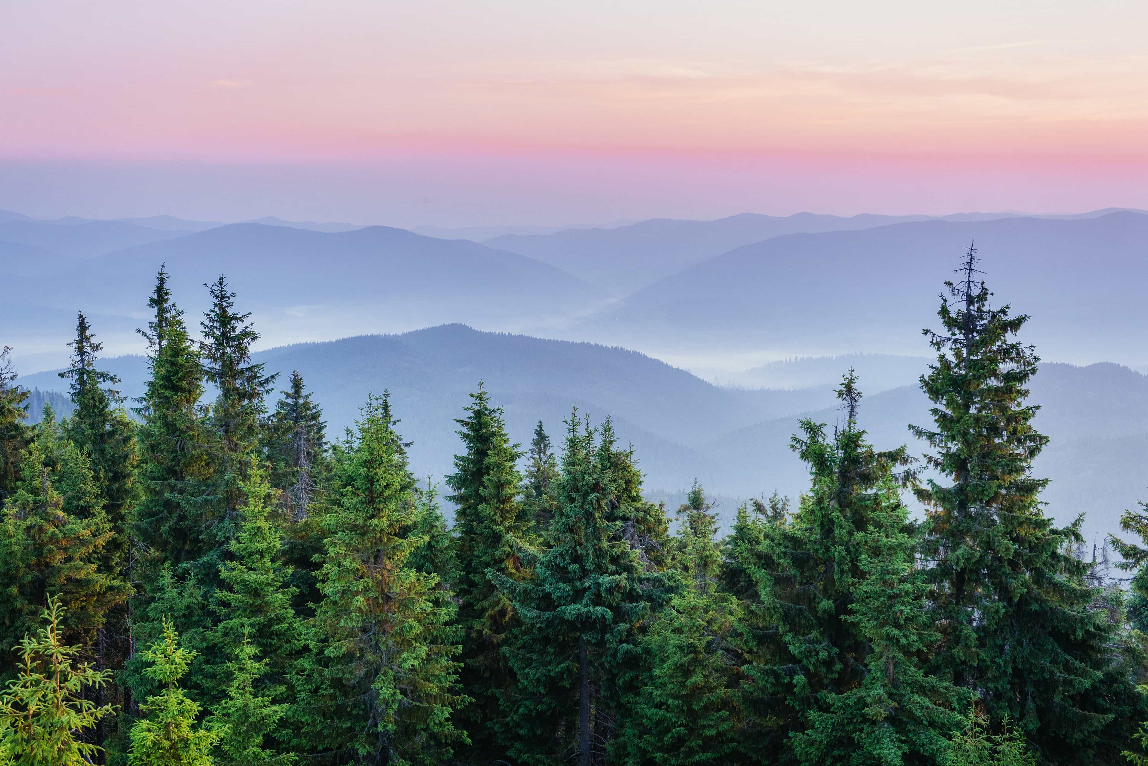 Akcija pošumljavanja u ZDK povodom Međunarodnog dana šuma