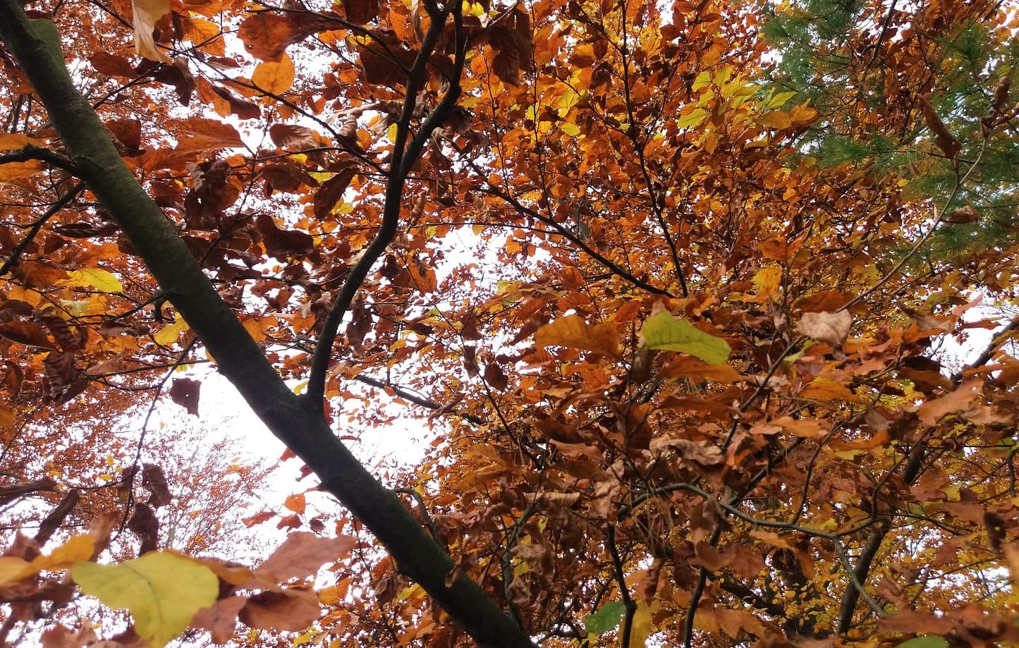 Promjena godišnjeg doba, nastupila jesen