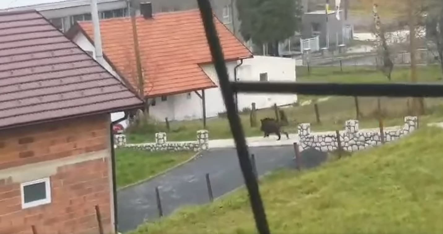 Divlja svinja sišla u naseljeno mjesto u Zavidovićima, trčala po dvorištima