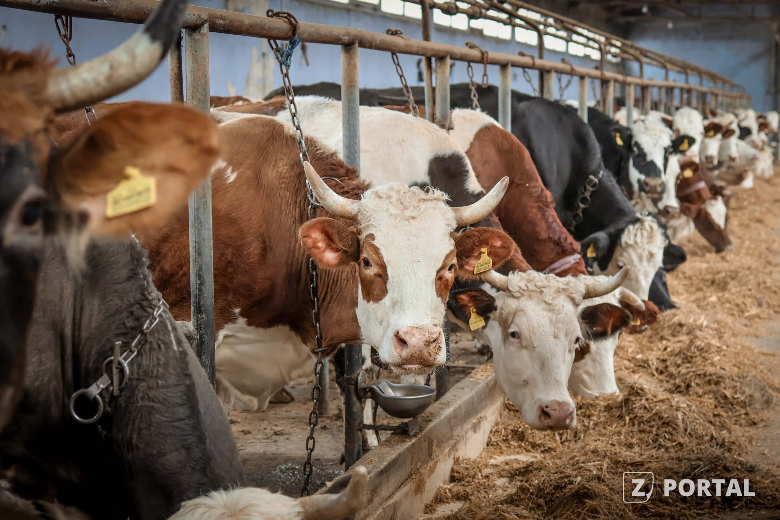 SD Močila: Farma muznih krava u Zavidovićima koja proizvodi 450 litara dnevno