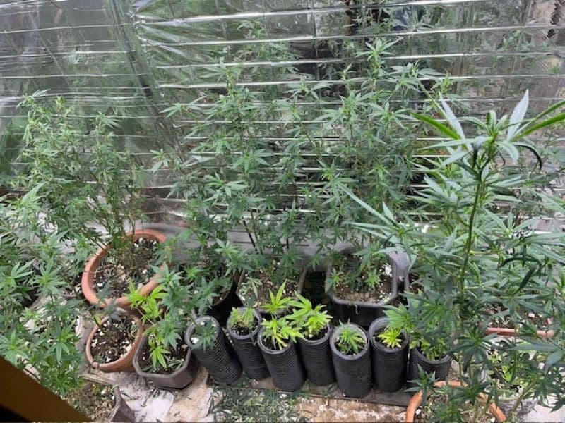 Policija u Žepču pronašla laboratorij za uzgoj indijske konoplje