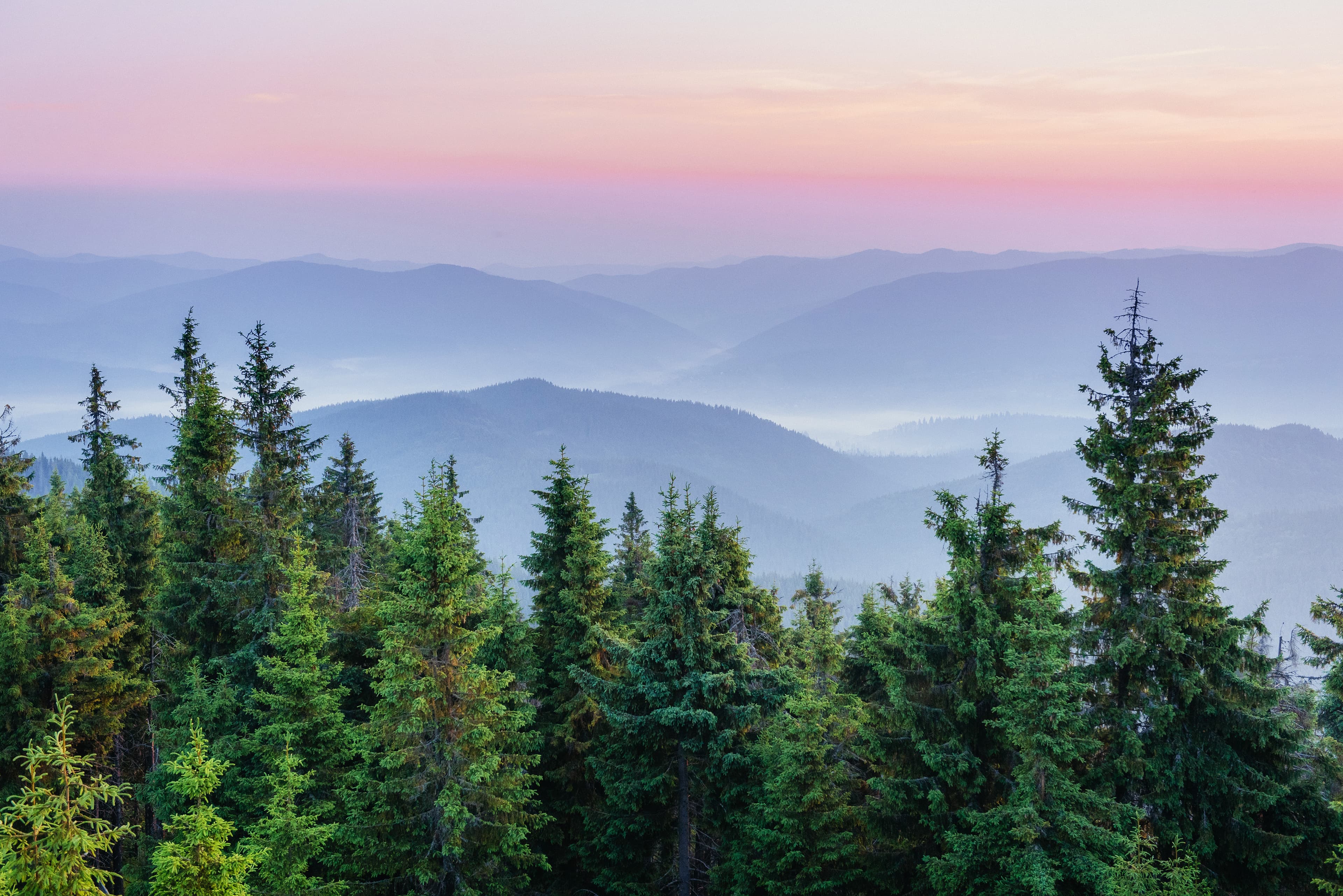 Akcija pošumljavanja u ZDK povodom Međunarodnog dana šuma